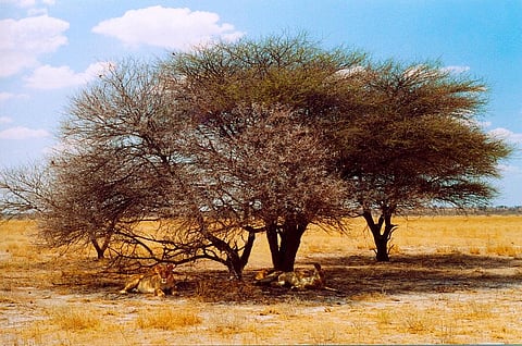 Marula tree is considered to be Africa’s botanical treasure. Photo: iStock.