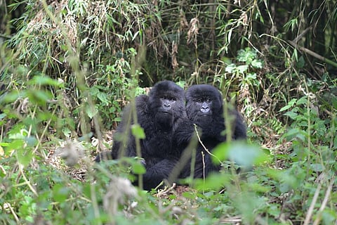 A lot of bad things can happen to young mountain gorillas in the wild. Photo: Dian Fossey Gorilla Fund
