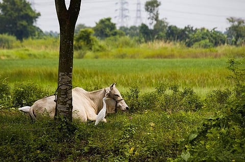 The pasture land reserved for grazing animals should not be used for any other purpose. Representative photo: iStock.