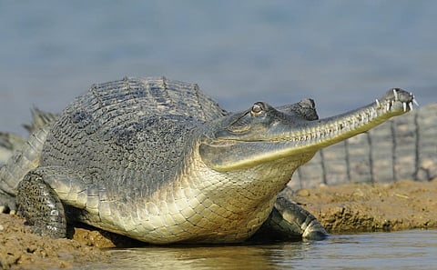 A gharial in the Chambal river in India. Photo from iStock for representation