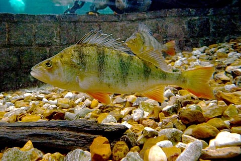 यूरोपीय पर्च, फोटो साभार: विकिमीडिया कॉमन्स, सिट्रोन