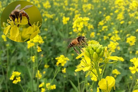 विश्व मधुमक्खी दिवस 2023: दुनिया की 75 फीसदी खाद्य फसलों को पालती हैं मधुमक्खियां