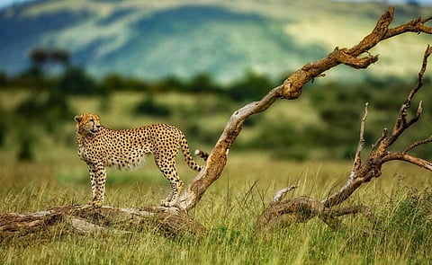 A cheetah in Masai Mara, Africa. Photo from iStock for representation