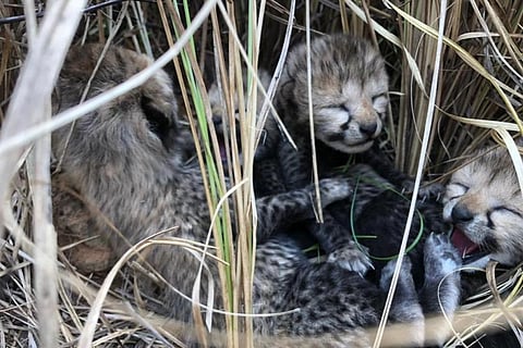 A photo of the cubs shared by @byadavbjp on Twitter in March