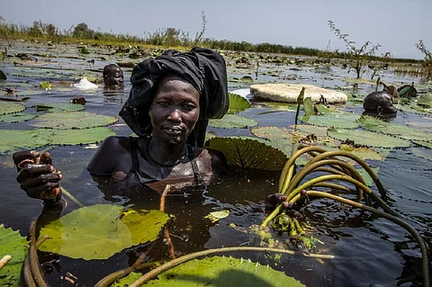 People harvest water lilies in South Sudan's flood-prone Unity State. Photo: WFP/Gabriela Vivacqua