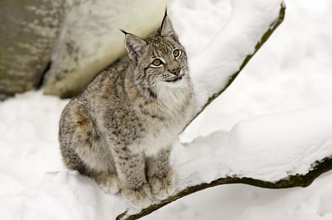 The lynx is both protected and red-listed within the European Union. Sweden has approximately 1,450 lynxes. Photo: iStock