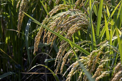 Representative photo: iStock.