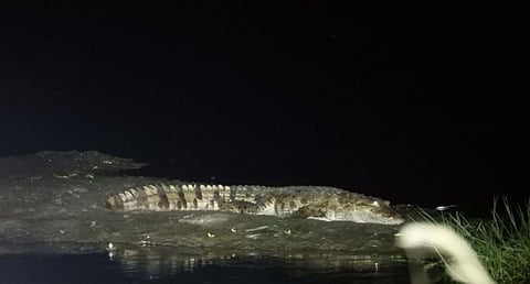 A mugger crocodile spotted in Gujarat's Charotar by members of the Voluntary Nature Conservancy.