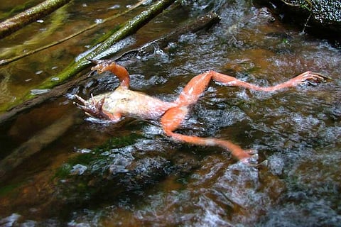 चिट्रिड संक्रमण में बहुत अधिक मृत्यु दर होती है, जिससे न केवल पूरी आबादी, बल्कि मेंढक की पूरी प्रजाति भी नष्ट हो जाती है। फोटो साभार: विकिमीडिया कॉमन्स, फॉरेस्ट ब्रेम