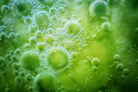 Did life evolve more than once? Researchers are closing in on an answer