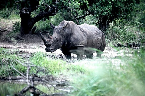 A white rhino in Hluhluwe-iMfolozi Park in KwaZulu Natal, South Africa. Photo: Enrico Di Minin