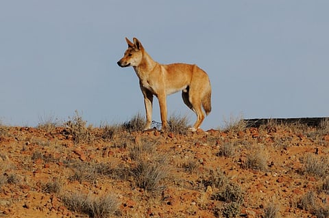 New DNA testing shatters ‘wild dog’ myth: Most dingoes are pure