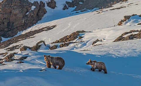 A Himalayan Brown Bear sow with her cub. Photo: iStock