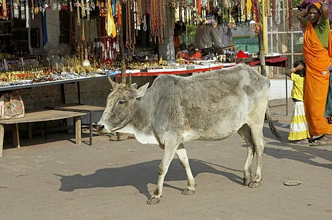 India has a stray cattle population of 0.5 million and UP has about 0.11 million stray cows, according to 2019 census. Photo for representation: iStock