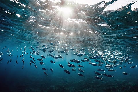 ग्लोबल वार्मिंग की वजह से जमीनी जीवों की तुलना में, समुद्री जीवन में आया बदलाव सात गुणा अधिक तेजी से हुआ है; फोटो: आईस्टॉक