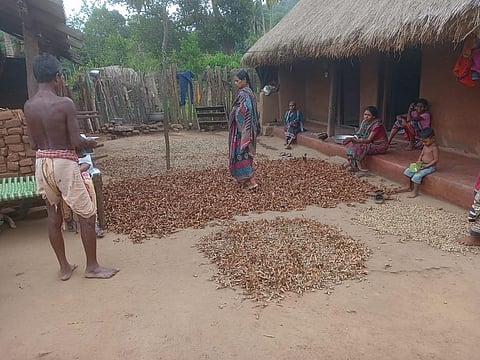 Tribal people in Kandhamal are seen processing sal seeds. Photo: Hrusikesh Mohanty.