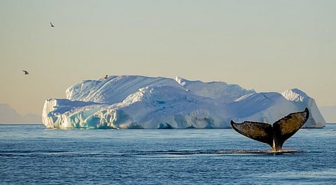 Whale of a tale? The stories about whales helping tackle climate change are overblown