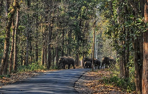 A herd of elephants are seen crossing the road. Photo: Abhijit Boruah.