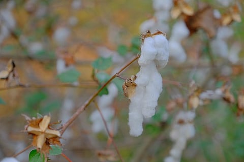 Plots in five districts were proposed in 2022 for conducting BRL-1 (first year) trial of GE cotton hybrids for resistance against pink bollworm pest. Photo for representation: iStock