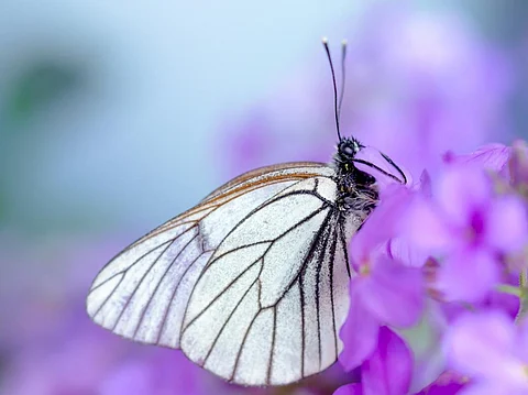 Photo: iStock