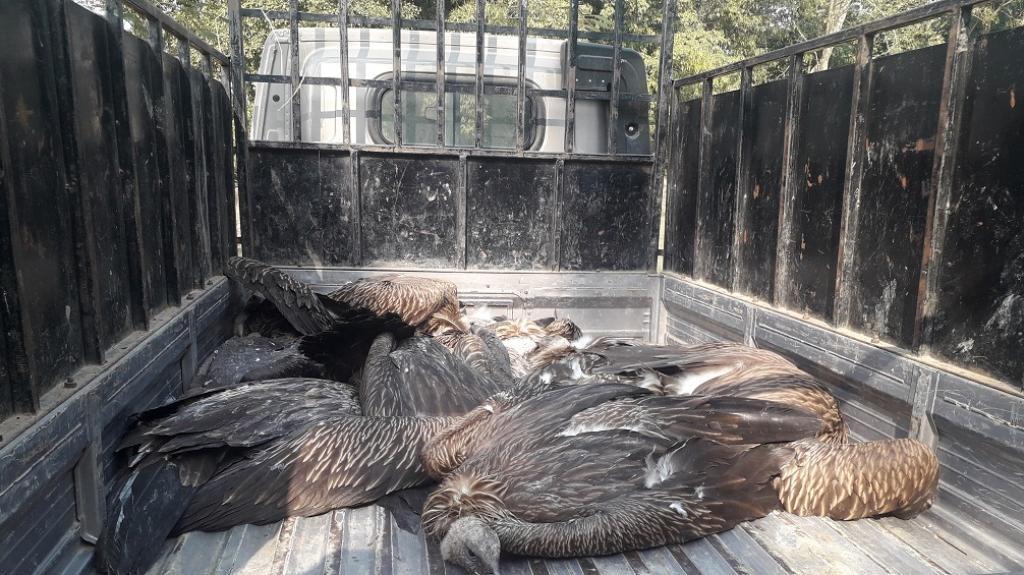 A poisoning incident in Sivasagar in 2023 recorded the death of 33 vultures. Photo: Sthitapragyan Mallik.