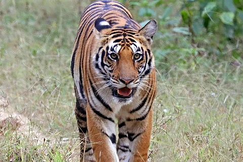 फोटो साभार : विकिमीडिया कॉमन्स