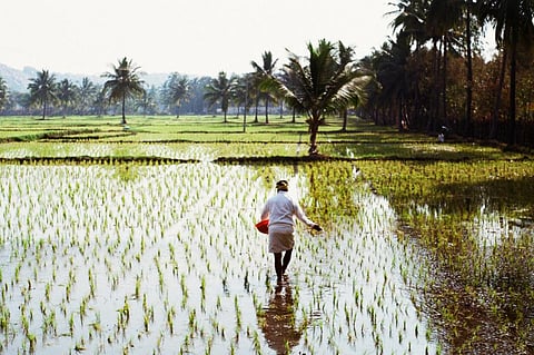 The MSP for paddy (common) is 7 per cent higher than Rs 2,040 per quintal in the last season. Photo: iStock