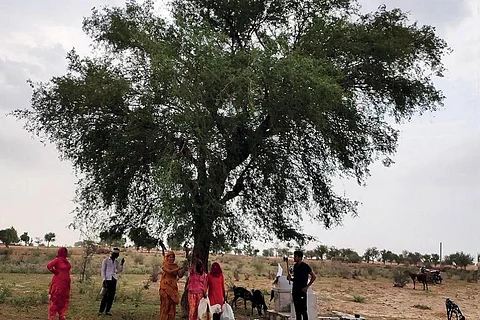 पश्चिमी राजस्थान में मौसमी परिवर्तन से खानपान में बदलाव, बाढ़ से खेजड़ी को नुकसान