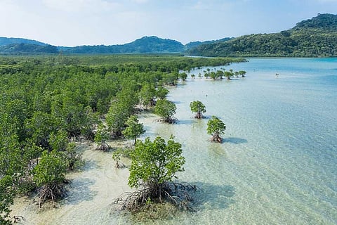 फोटो साभार: विकिमीडिया कॉमन्स, ऑनगो उनगी