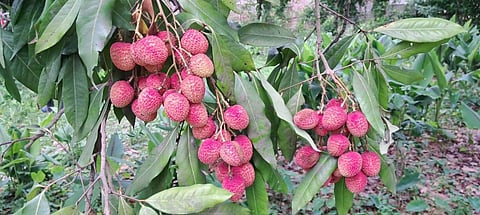 Litchi’s peel is scorching and cracking due to rising temperatures and heatwave conditions in Bihar. Photo for representation: iStock