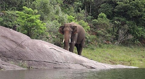 Kumkis are captive-trained elephants used in operations to capture and rescue or to provide medical treatment to an injured wild elephant. Photo: Tamil Nadu Forest Department.