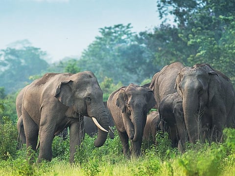 The habitat of elephants has depleted and fragmented over a period, which has led to increased human-elephant conflicts in many parts of the state. Photo: iStock.