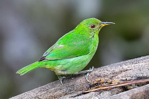 हरी हनीक्रीपर पक्षी,  फोटो साभार: विकिमीडिया कॉमन्स, चार्ली जैक्सन