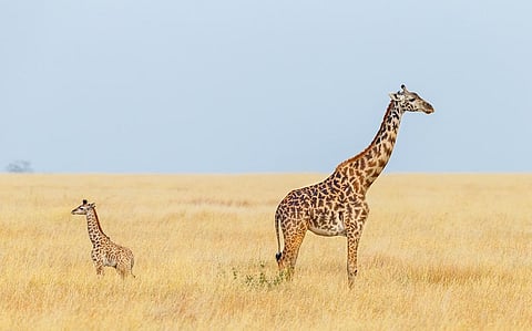 Giraffes on the east side of the Rift had no overlapping genes with giraffes on the west side, suggesting that females have not migrated across the Rift to breed in the past 250,000-300,000 years. Photo: iStock.