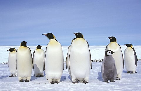 Antarctic tipping points: The irreversible changes to come if we fail to keep warming below 2℃