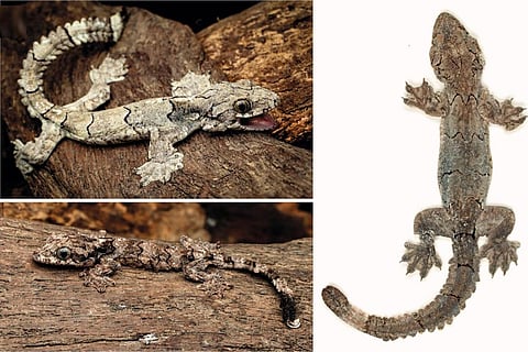 मिजोरम में खोजी गई उड़ने वाली छिपकली की नई प्रजाति 'गेको मिजोरमेंसिस'; फोटो: एच टी लालरेमसंगा