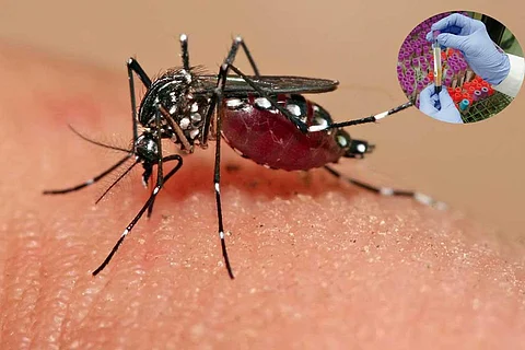 चिकनगुनिया के टीके में बीमारी के खिलाफ 99 प्रतिशत की प्रतिरोधक क्षमता : अध्ययन