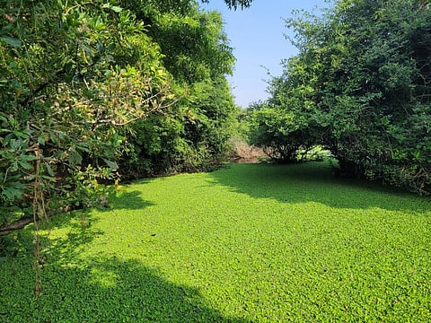 Algal assemblages are important to sustain other life forms within the freshwater ecosystem, as the primary producers with a high biological activity. Photo: iStock