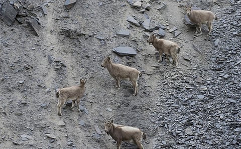 Himalayan Ibex are a symbol of the Karakoram, Hindu Kush and Himalayan landscapes. This photo from iStock shows a herd of Ibex standing on a vertical cliff face in Gilgit-Baltistan, Pakistan-occupied Kashmir