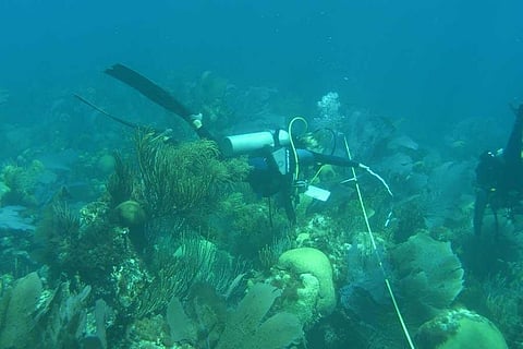 फोटो साभार: विकिमीडिया कॉमन्स