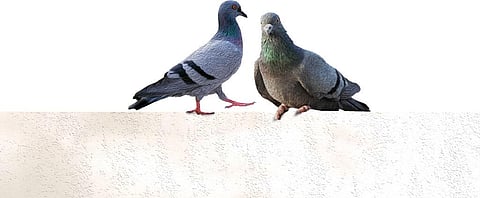Urban Menace: The ‘pigeon problem’ in Indian cities is human-caused; here is how
