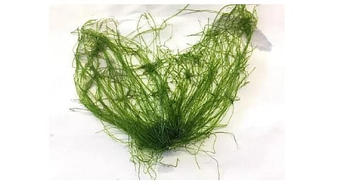Seaweeds are macroalgae attached to rock or other substrata and are found in coastal areas. Photo: GERMI.