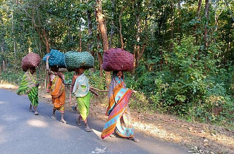 Tribal women in Odisha collect siali leaves for making plates. Photo: Hrusikesh Mohanty.