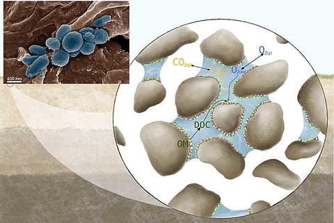 फोटो साभार: नेचर कम्युनिकेशंस