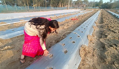 पौधों को खरपतवार से बचाने के लिए किसान इस तरह प्लास्टिक मल्चिंग करते हैं। फोटो: मनीष मिश्रा