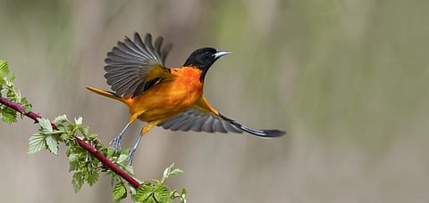 The funding package includes support for 136 countries and has a significant focus on action to address species and habitat loss. Photo: iStock