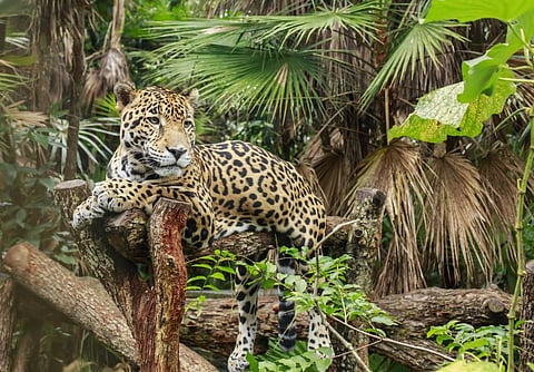 Jaguars are highly persecuted due to retaliatory hunting and the depletion of its main prey in areas accessible to humans, the study said. Photo: iStock
