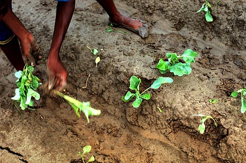 FPOs should be provided better government support to enhance their capacity to provide better market access to farmers. Photo: iStock