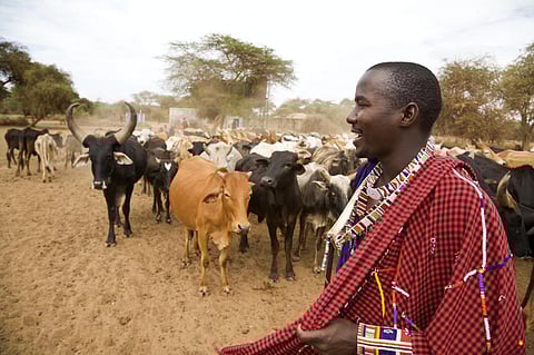 Pastoralists are an asset to the world — and we have a lot to learn from them