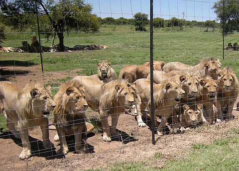 Lions at a commercial facility in South Africa. Courtesy: Bloodlions